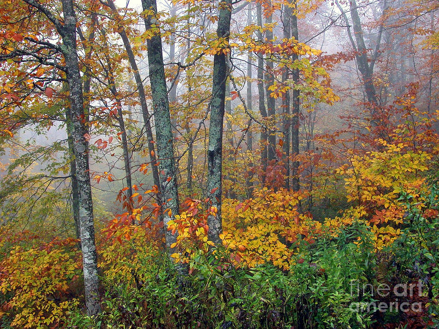 Monongahela National Forest Autumn Photograph