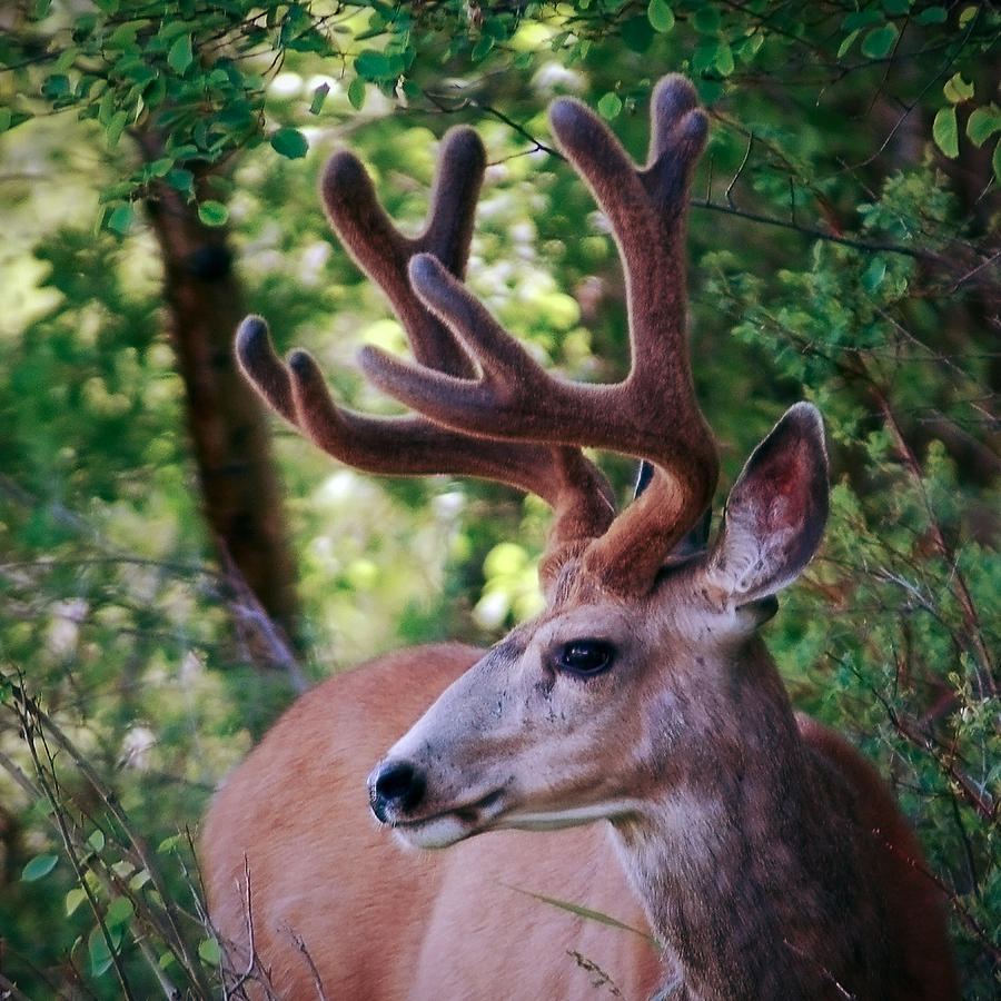 Monster Buck Photograph by Steve McKinzie - Fine Art America