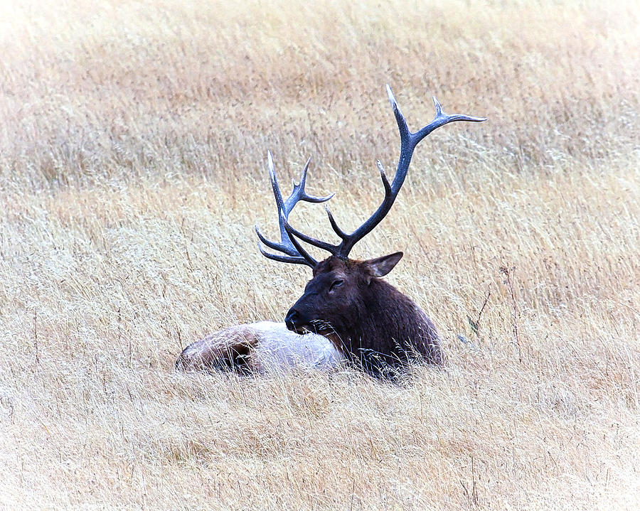 monster elk