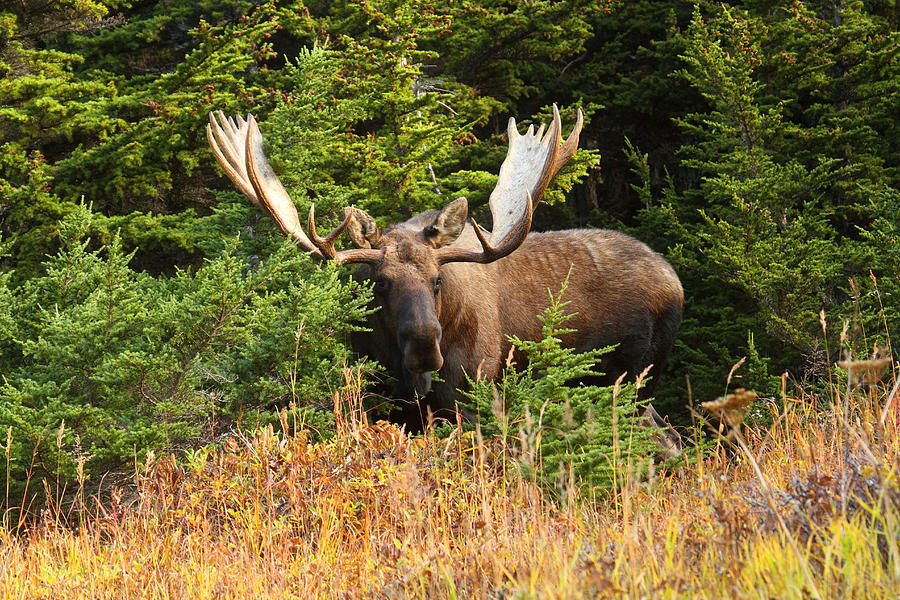 Moose Photograph - Monster In The Hemlocks by Doug Lloyd