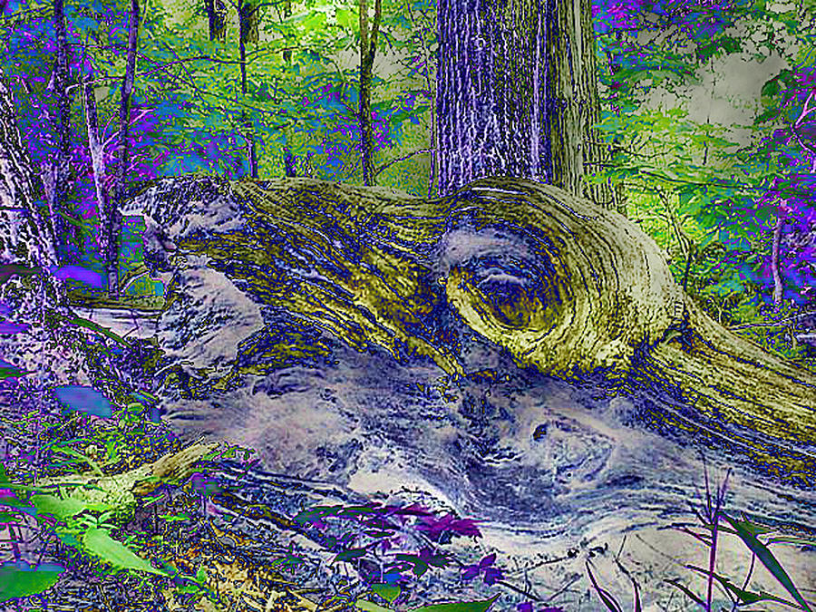 Monster Photograph - Monster in the Woods by Elisia Cosentino