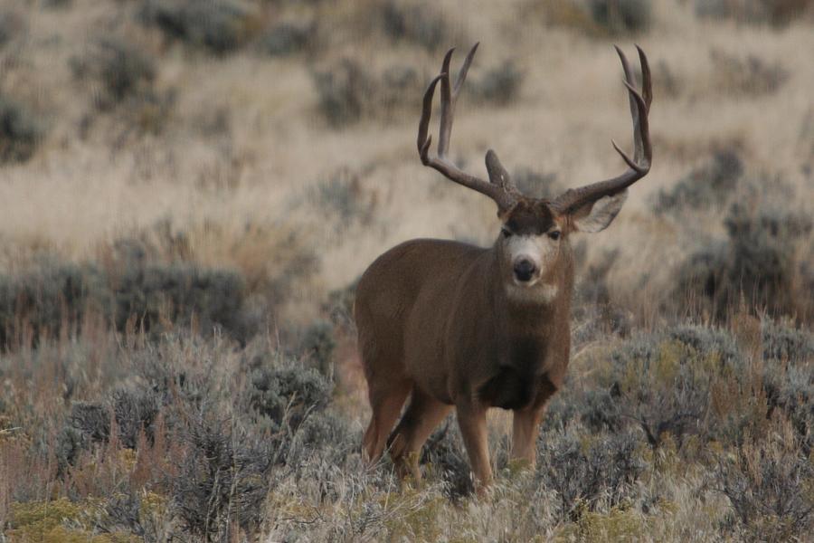 Monster Mulie Photograph by Bob Bahlmann - Fine Art America