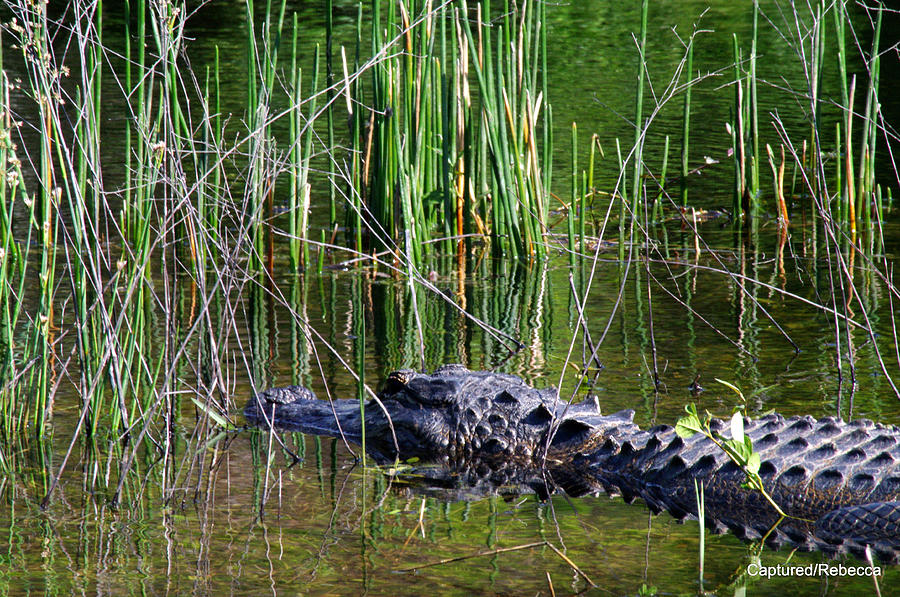 Monster of the Everglades Photograph by Becky Arvin | Fine Art America