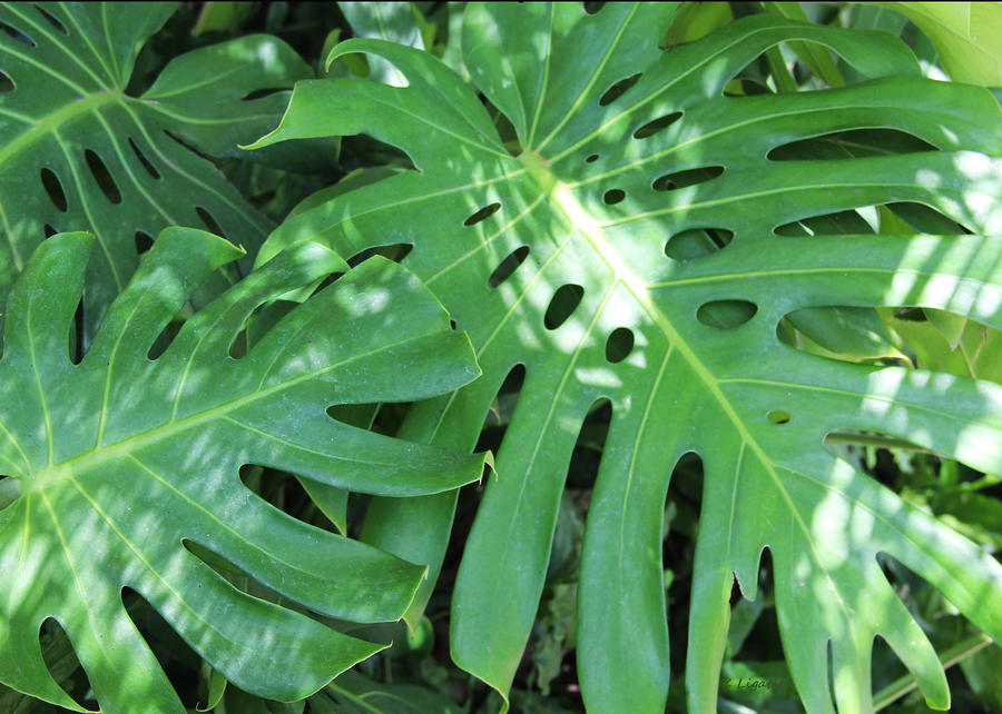 Monstera Leaves In The Shade Photograph by Kerri Ligatich