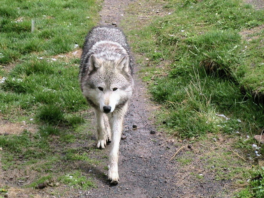 Montana Gray Wolf 02 Photograph by Thomas Woolworth | Pixels