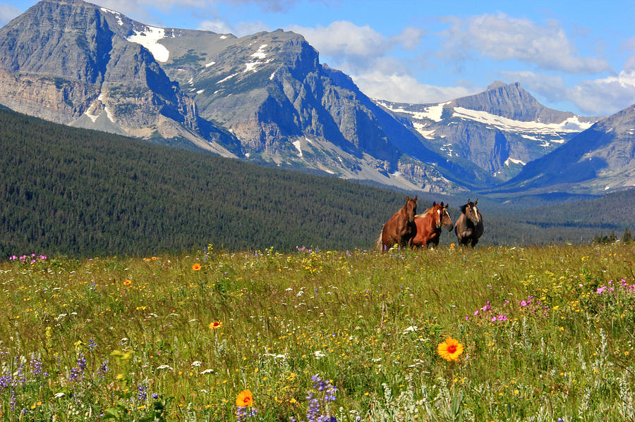 Horse Photograph - Montana Horses by Scott Mahon
