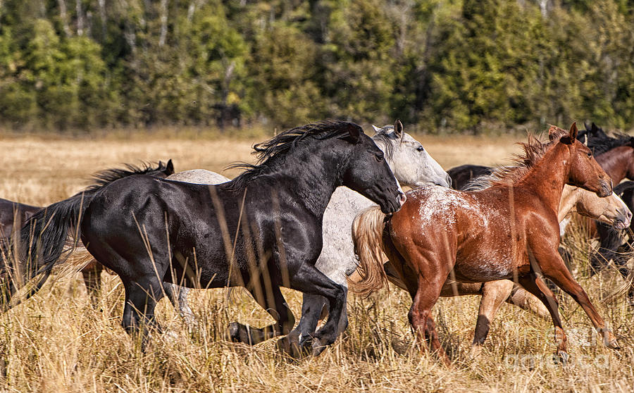 Montana Stallion Photograph by Dennis Hammer
