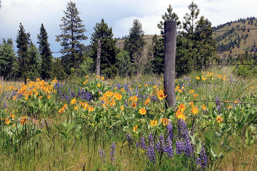 Montana Wildflowers Photograph by Athena Mckinzie
