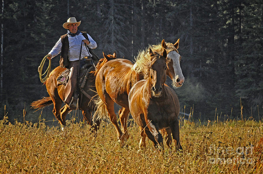 Montana Wrangler Photograph by Dennis Hammer