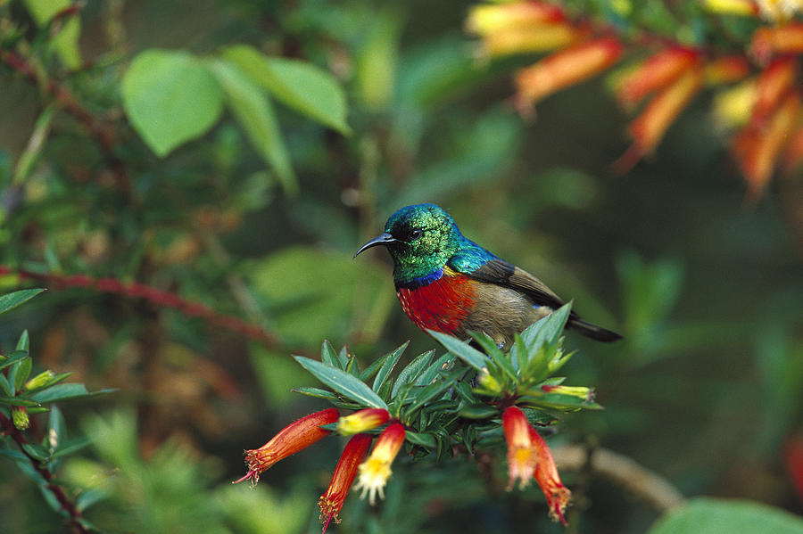 Montane Double-collared Sunbird Photograph by Cyril Ruoso