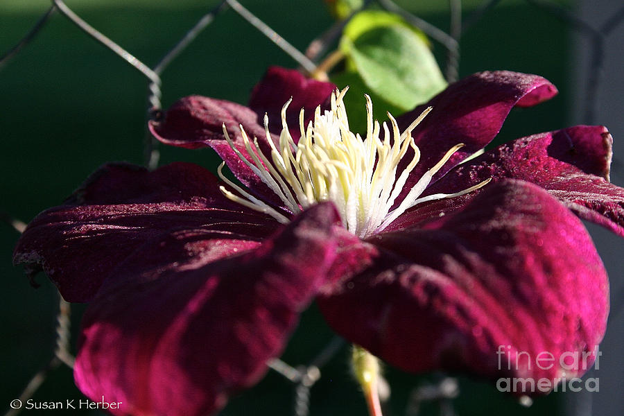 Monte Casino Clematis Photograph by Susan Herber