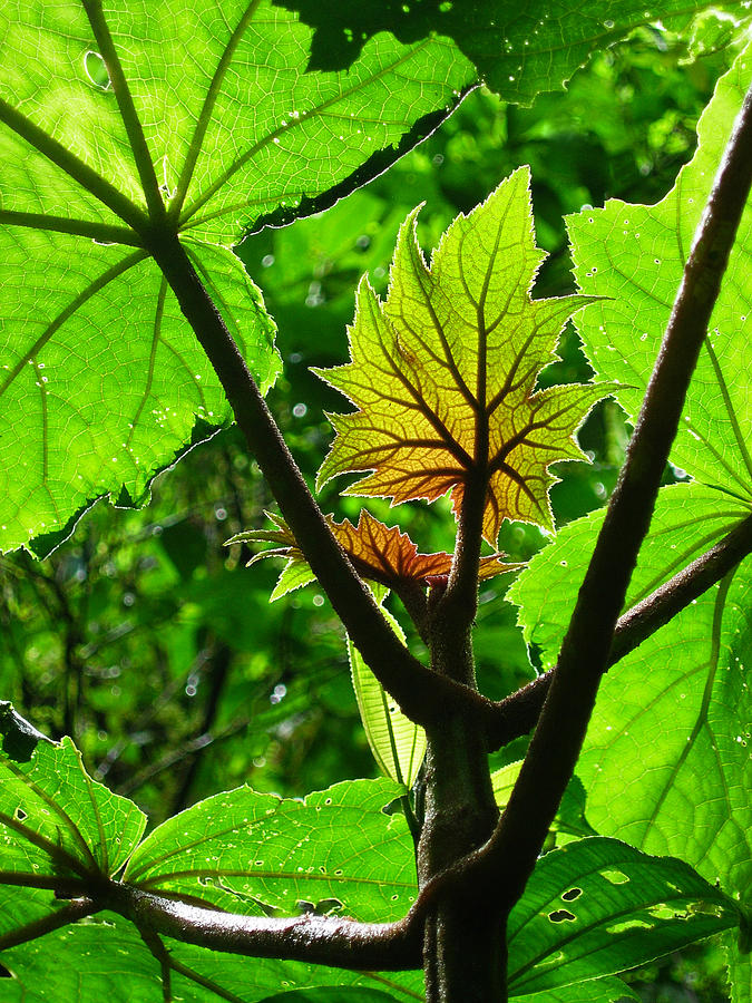 Cloud Forest Photograph - Monteverde Cloud Forest Costa Rica Fine Art Print by Ian Stevenson Cloud Forest Photograph - Monteverde Cloud Forest Costa Rica Fine Art Print by Ian Stevenson