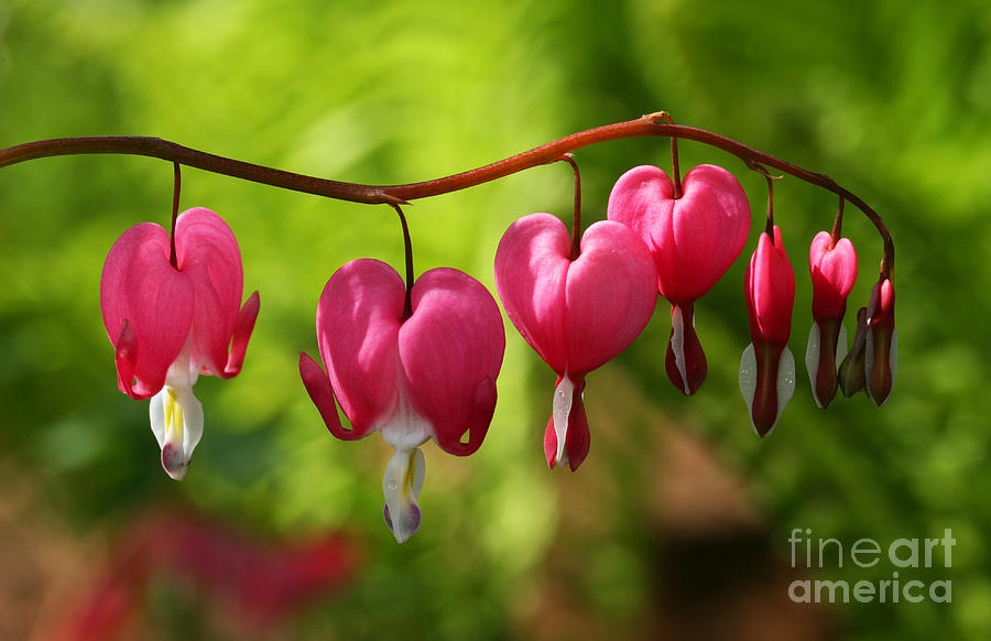 Month of May Bleeding Hearts Photograph by Steve Augustin