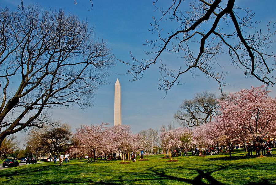 Monumental Cherry Blossoms Photograph by Eric Tressler