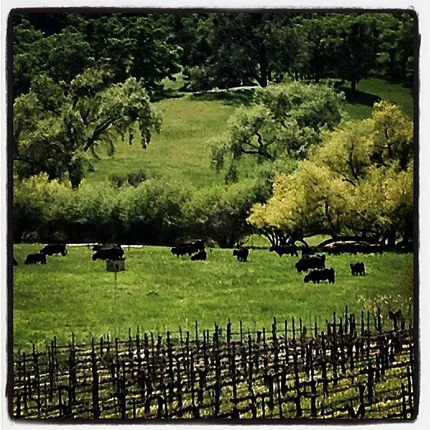 Cow Photograph - Moo? #cows #cattle #freerange #beef by Caitlin Schmitt