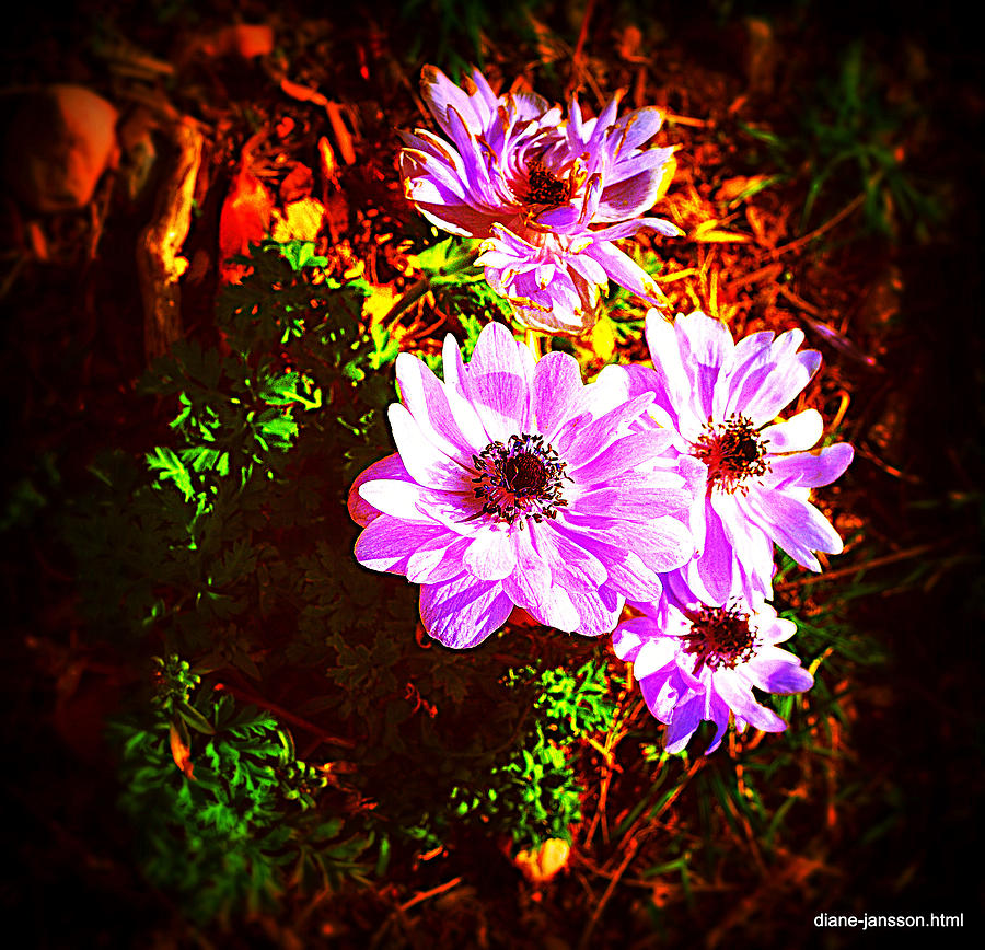 Flowers Still Life Photograph - Moody Anemone by Diane montana Jansson