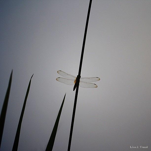 Moody Dragonfly Photograph by Leon Traazil