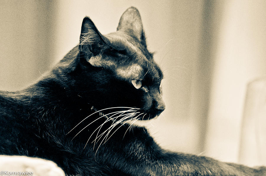 Cat Photograph - Moody ears by Kornrawiee Miu Miu