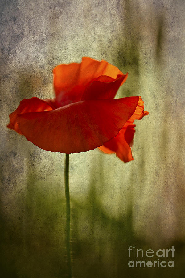 Moody Poppy. Photograph by Clare Bambers - Bambers Images