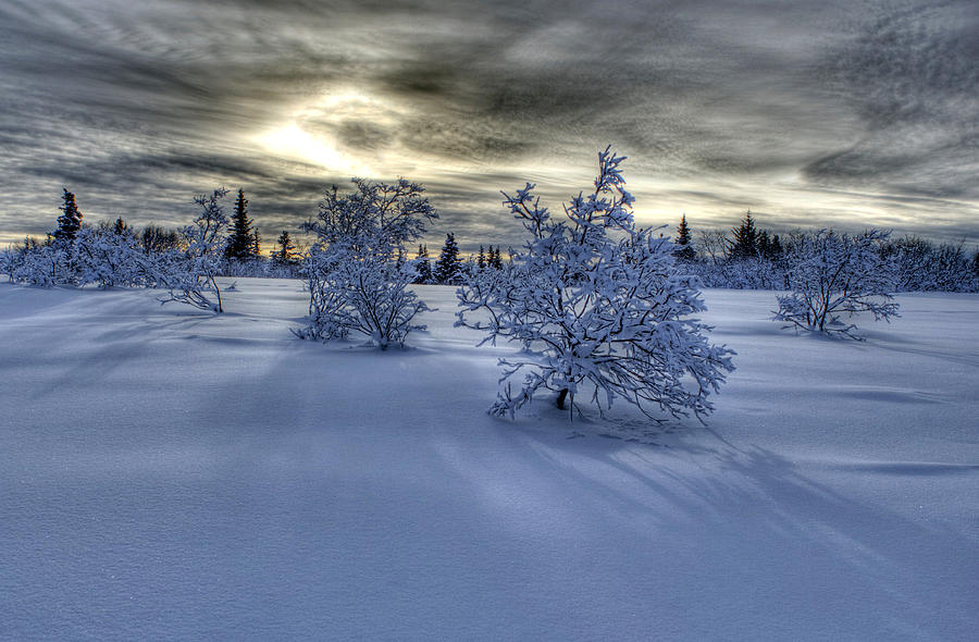 Moody Snow Scene Photograph by Michele Cornelius