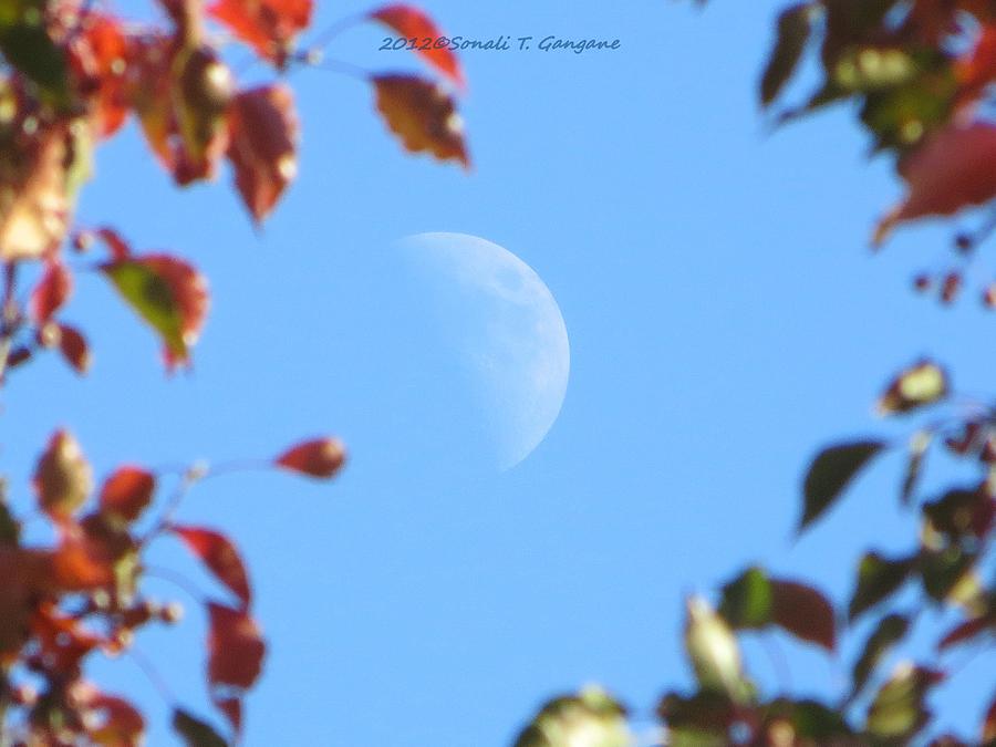 Moon amidst red leaves Photograph by Sonali Gangane