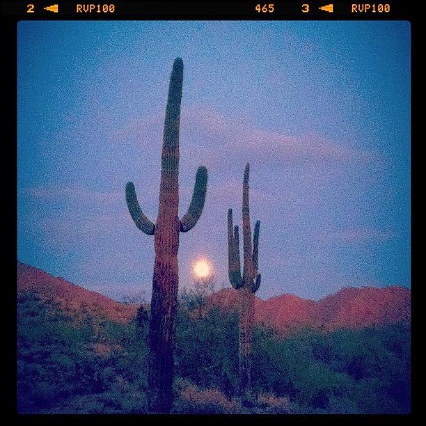 Desert Photograph - Moon And Cacti. Last Nights Run Just by John Schultz