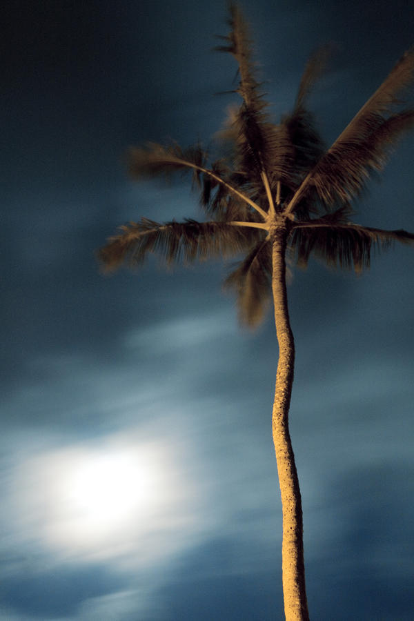 Moon and Palm Photograph by Ashlee Meyer - Fine Art America