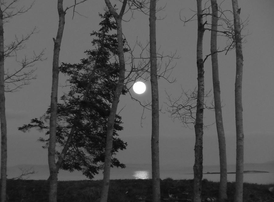 Moon Birches Black and White Photograph by Francine Frank