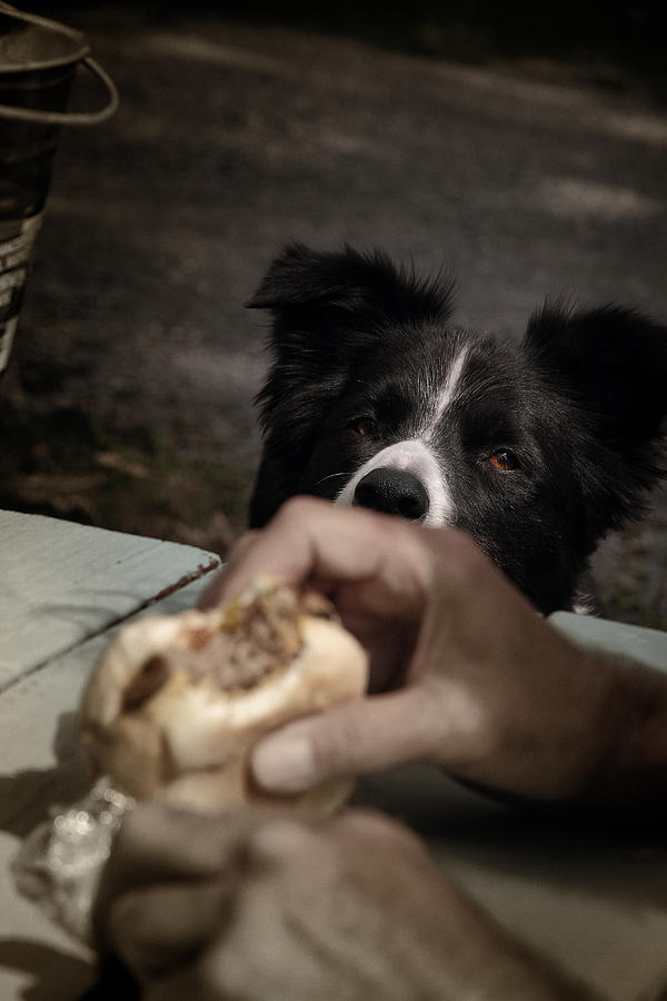 Dog Photograph - Moon Burger by John Herzog