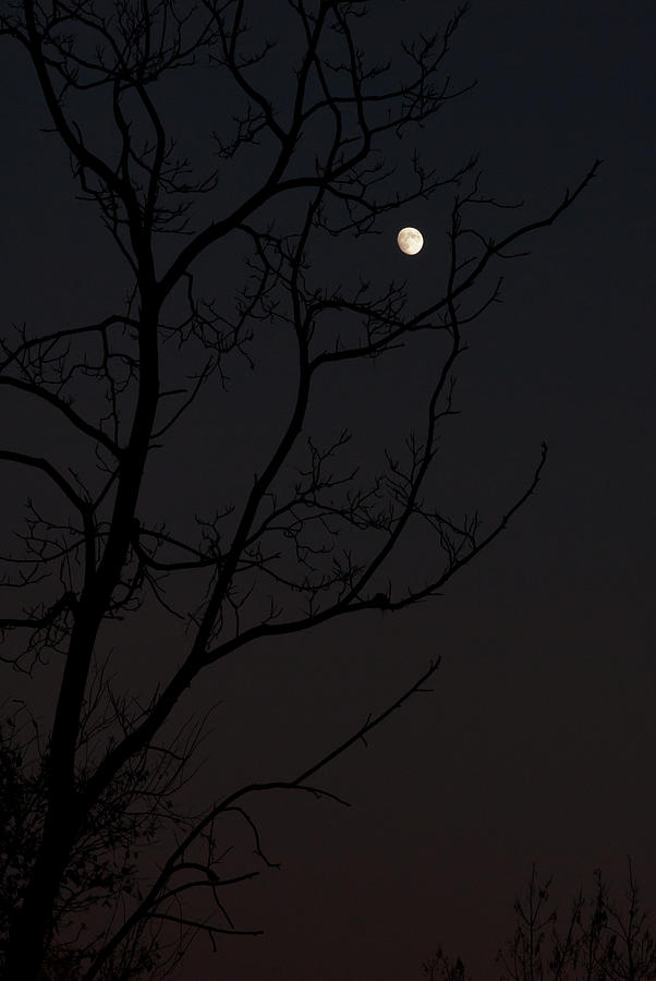 Moon Caught Between Branches IV Photograph by James Oppenheim