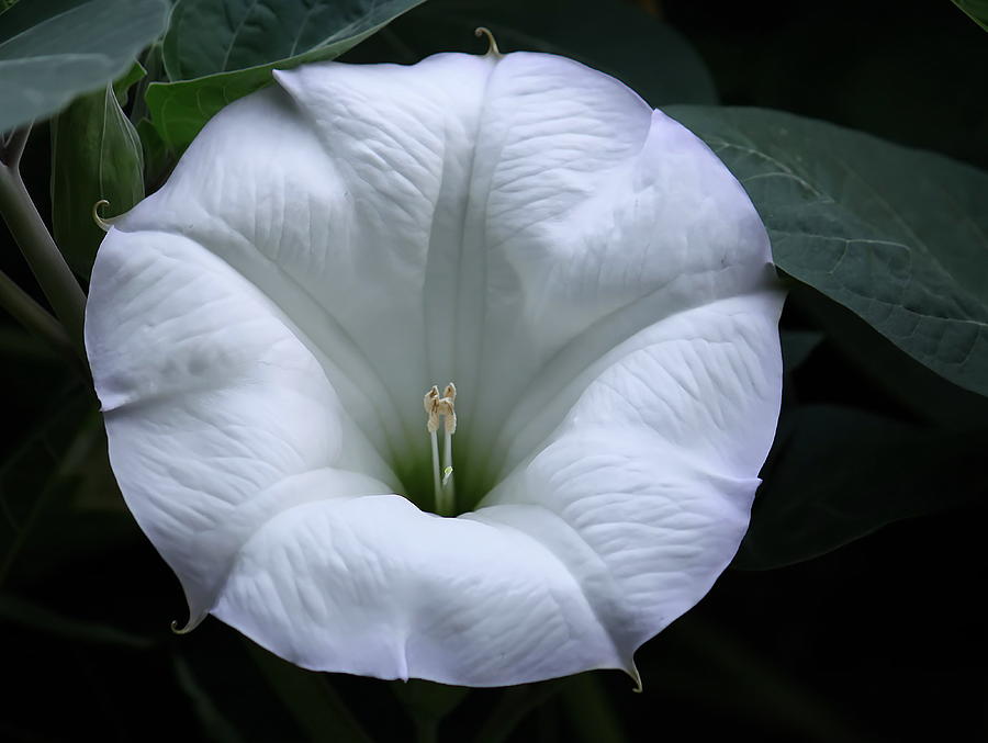Moon Flower Photograph by Angie Vogel