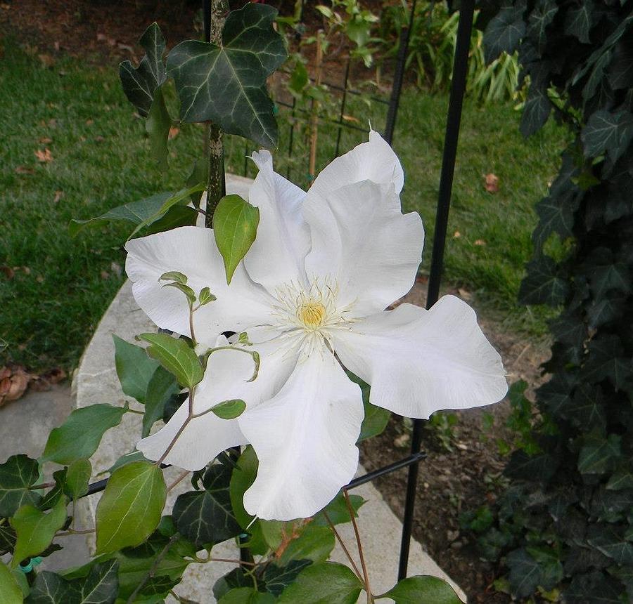 Moon Flower Photograph by Phil Strang