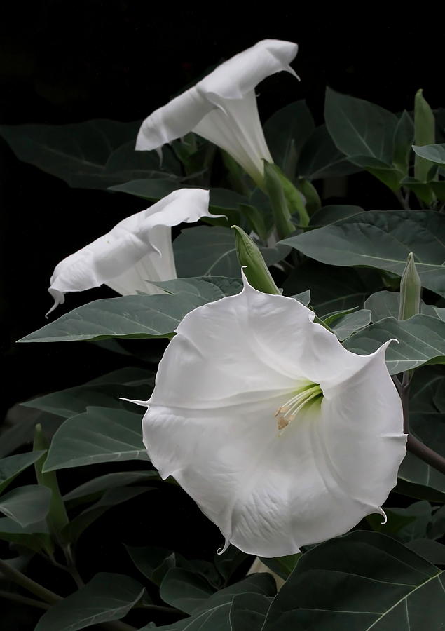Moon Flowers Photograph by Angie Vogel
