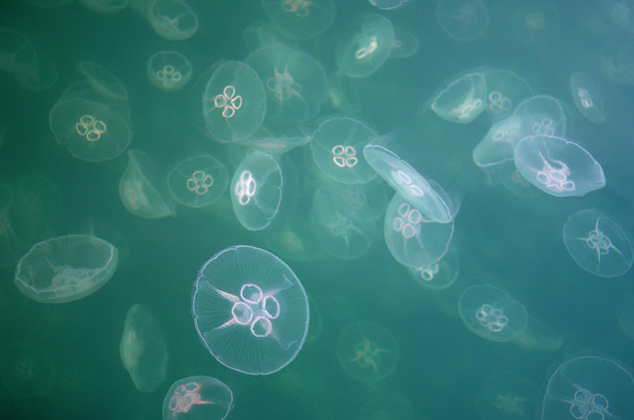 Moon Jellyfish (aurelia Aurita) In Sea by Peter Lilja