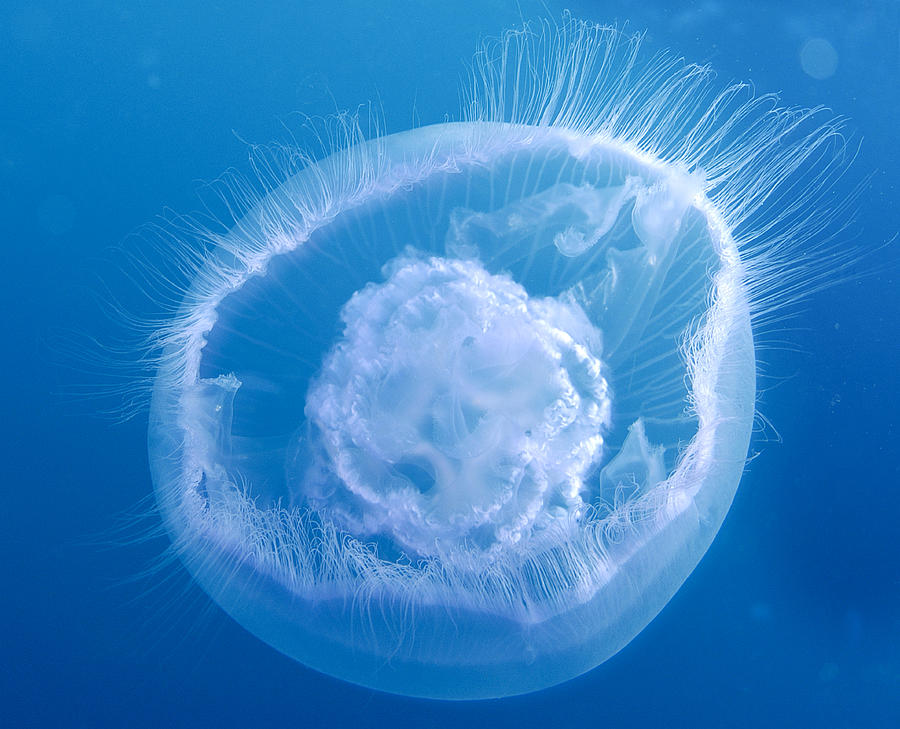 Wildlife Photograph - Moon Jellyfish by Louise Murray