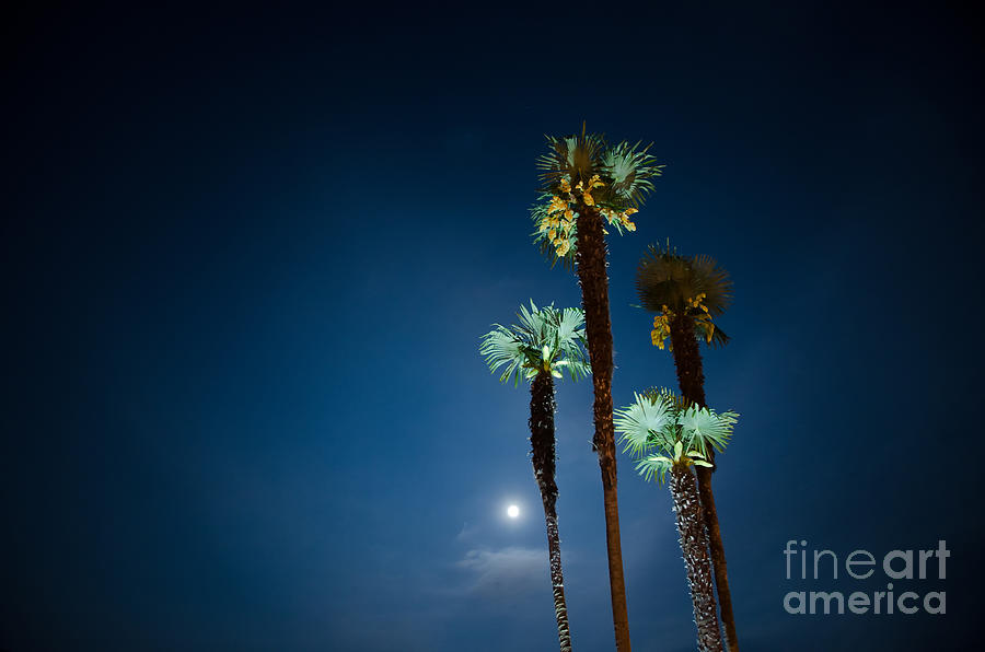 Moon light and palm trees Photograph by Mats Silvan