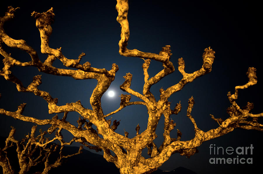 Tree Photograph - Moon light and tree by Mats Silvan