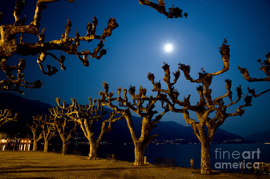 Moon light and trees Photograph by Mats Silvan