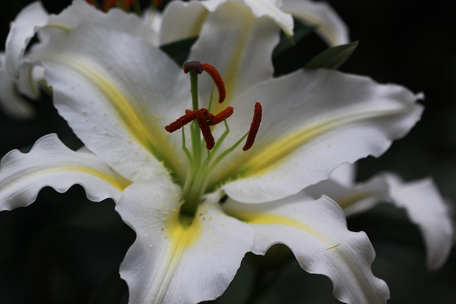 Moon Light Lily Photograph by Paul Slebodnick - Pixels