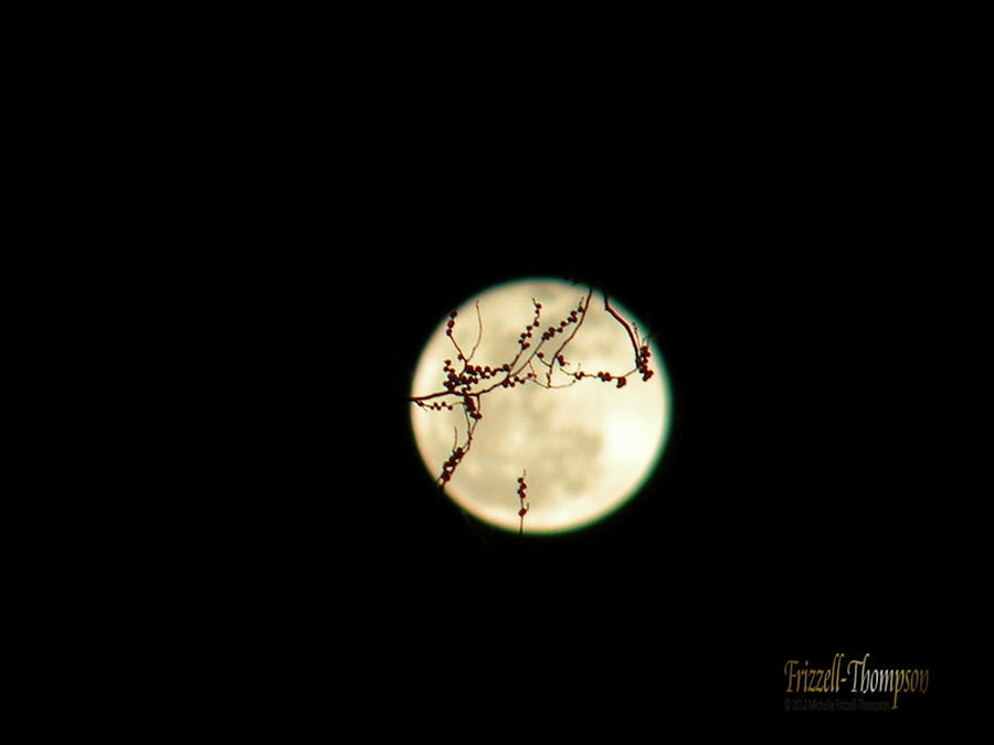 Moon  Photograph by Michelle Frizzell-Thompson