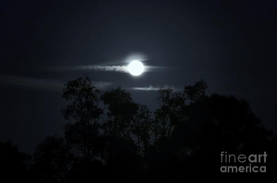 Moon Over Melaleucas Photograph by Lynda Dawson-Youngclaus