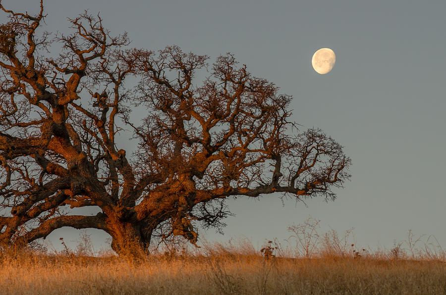 Moon Over Oak Tree At Sunrise Photograph by Marc Crumpler