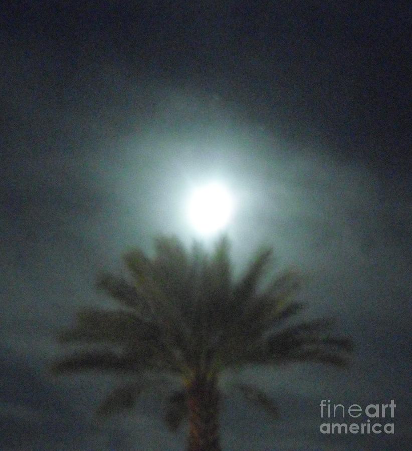 Moon Over Palms Photograph by Kip Vidrine