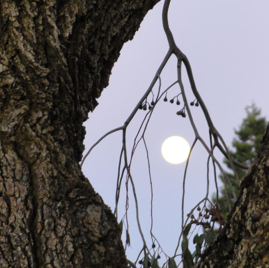 Moon Over Ridgemark Photograph by Shannon Grissom