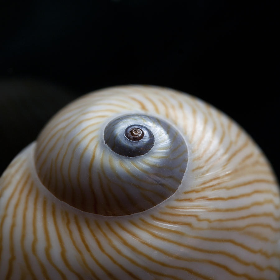 Shell Photograph - Moon Shell by Carol Leigh