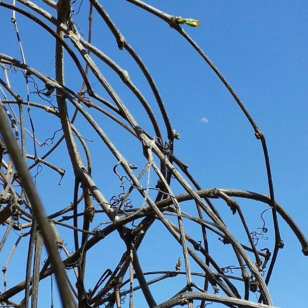 Abstract Photograph - Moon-vine. #moon #bluesky #vine by Jess Gowan