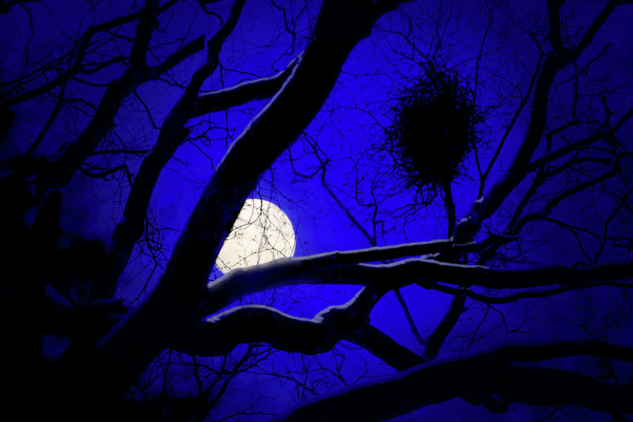 Moon Wood  Photograph by Richard Piper