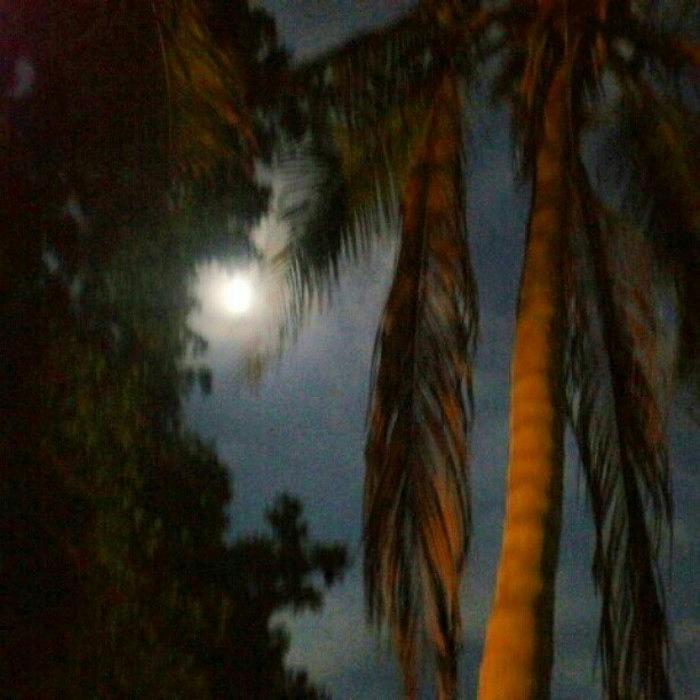 Moonlight And Palms Photograph By Sally Blatchford - Fine Art America