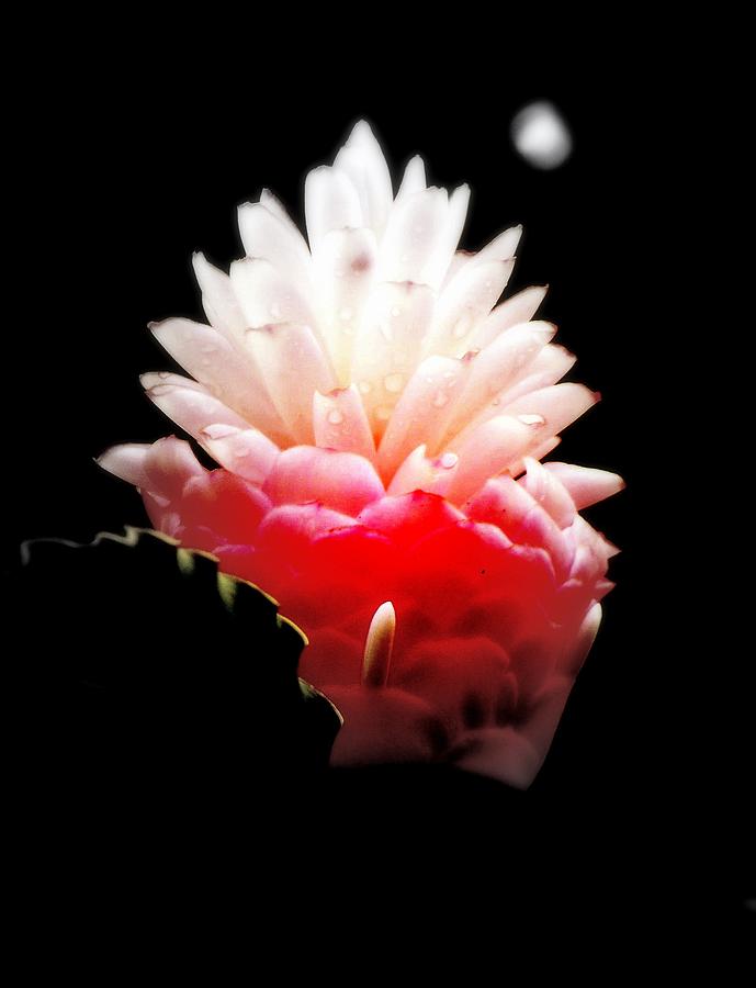 Flower Photograph - Moonlight Glow by Karen Wiles
