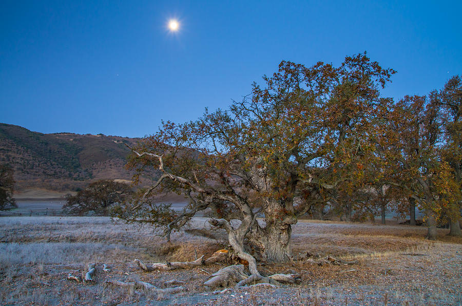 Moonlight Hike Photograph by Marc Crumpler